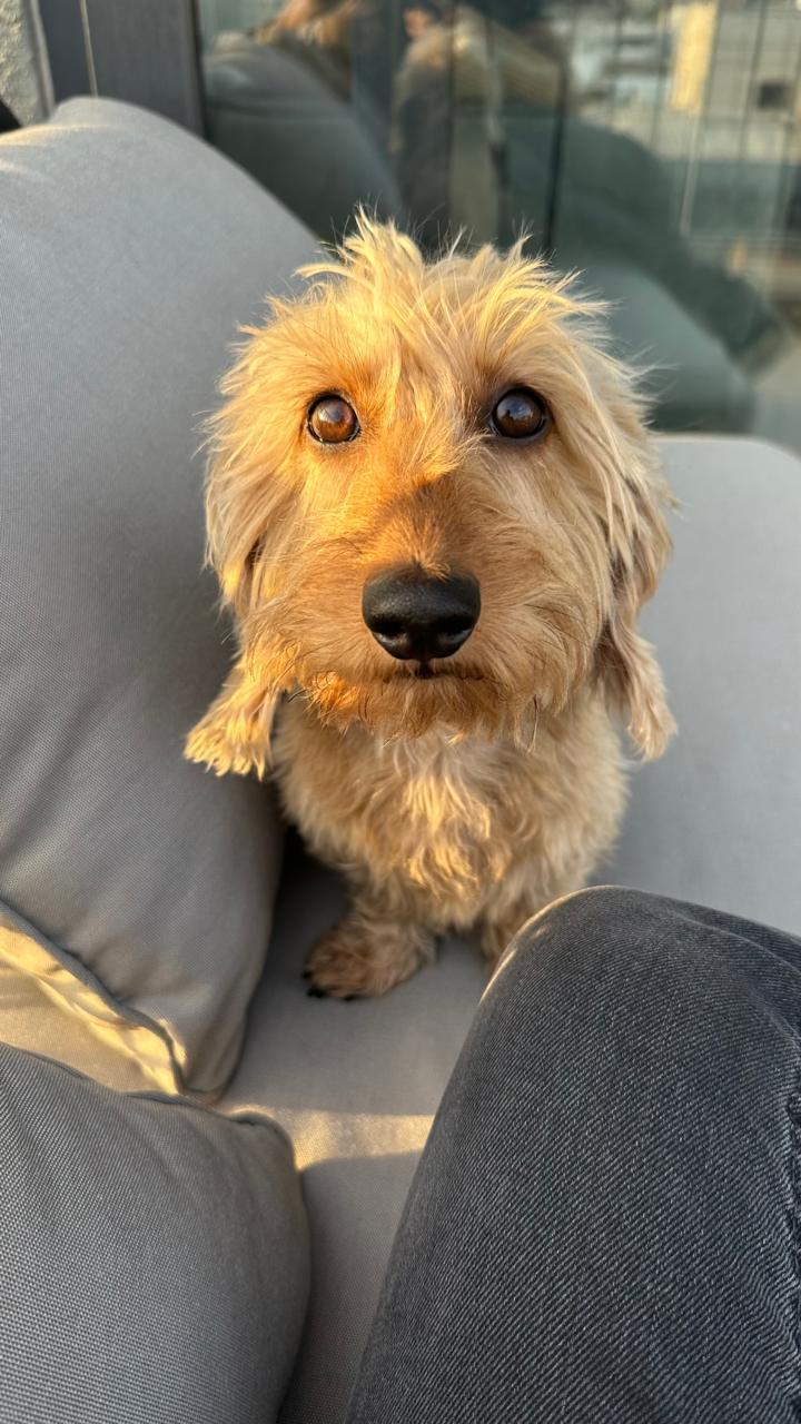 Peluquería canina