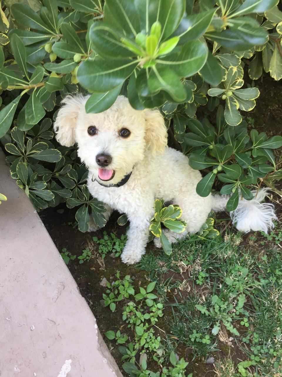 Paseo con perro